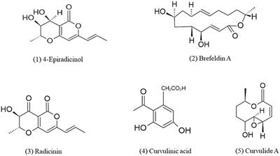 Bioactive compounds of Curvularia species as a source of various biological activities and biotechnological applications